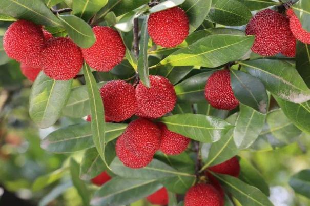 楊梅可以保存多久 楊梅可以放冰箱保鮮嗎 楊梅可以保存多久 楊梅可以放冰箱保鮮嗎