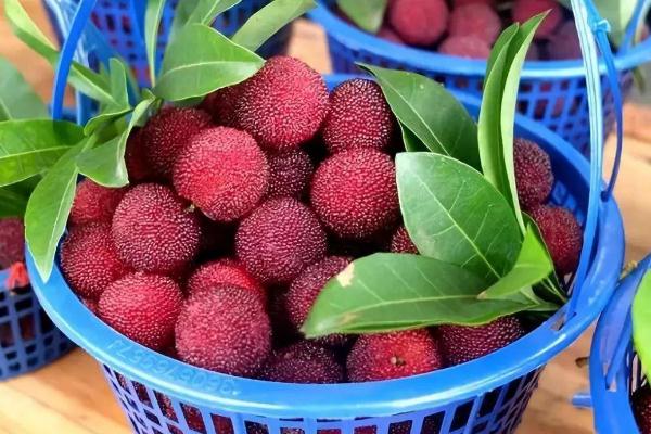 楊梅是幾月份的水果 楊梅是涼性還是熱性 楊梅是幾月份的水果 楊梅是涼性還是熱性