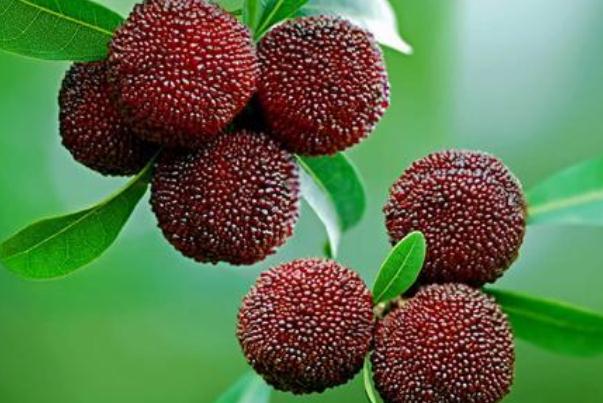 楊梅如何清洗 楊梅怎么洗蟲子能出來(lái) 楊梅如何清洗 楊梅怎么洗蟲子能出來(lái)