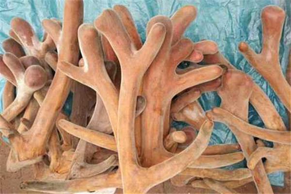 鹿茸是什么東西 鹿茸是公鹿還是母鹿 鹿茸是什么東西 鹿茸是公鹿還是母鹿