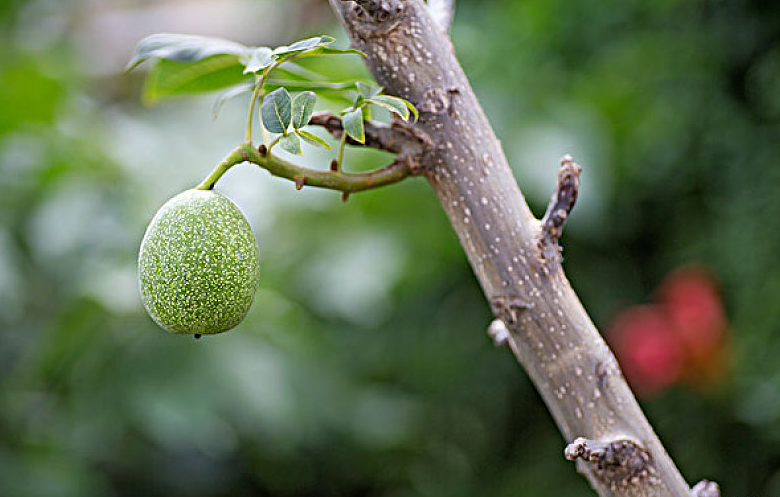 無(wú)花果葉治療痔瘡真的有效嗎 無(wú)花果葉功效與作用