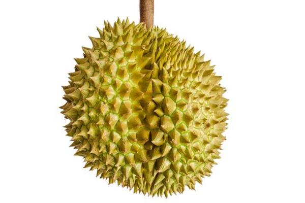 榴蓮吃了會長胖嗎 榴蓮的熱量高不高 榴蓮吃了會長胖嗎 榴蓮的熱量高不高