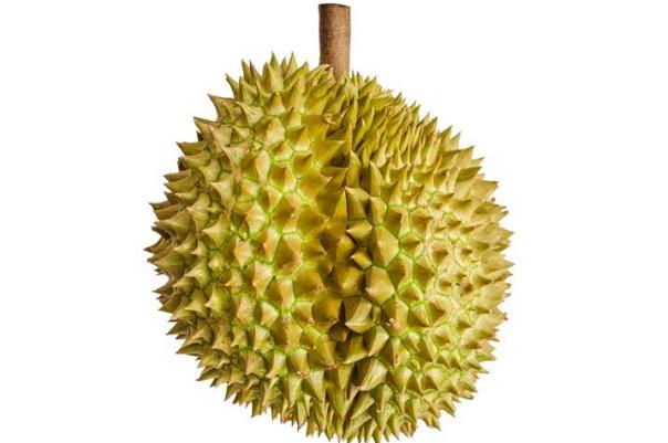 榴蓮可以緩解痛經(jīng)么 榴蓮可以放多長(zhǎng)時(shí)間 榴蓮可以緩解痛經(jīng)么 榴蓮可以放多長(zhǎng)時(shí)間