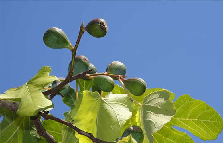 無(wú)花果葉子能治腳氣嗎 無(wú)花果葉子治療腳氣的方法 無(wú)花果葉子能治腳氣嗎 無(wú)花果葉子治療腳氣的方法