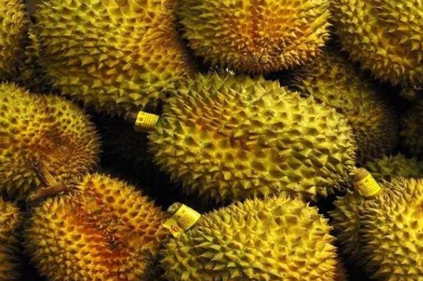 榴蓮要裂開才熟嗎 榴蓮要開口了才能吃嗎 榴蓮要裂開才熟嗎 榴蓮要開口了才能吃嗎