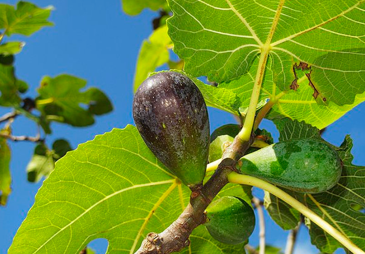 無(wú)花果葉子能治腳氣嗎 無(wú)花果葉子治療腳氣的方法 無(wú)花果葉子能治腳氣嗎 無(wú)花果葉子治療腳氣的方法