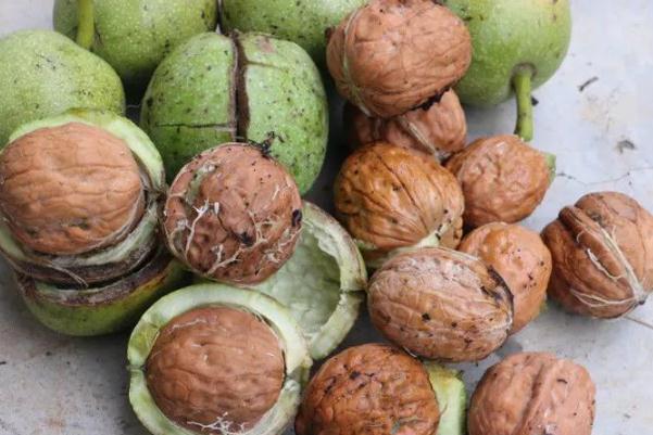 核桃的功效與作用禁忌 經(jīng)常吃核桃有什么好處 核桃的功效與作用禁忌 經(jīng)常吃核桃有什么好處