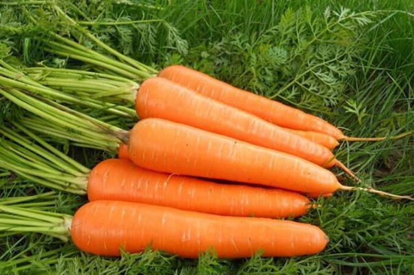 胡蘿卜的熱量是多少大卡 吃胡蘿卜能減肥嗎 胡蘿卜的熱量是多少大卡 吃胡蘿卜能減肥嗎