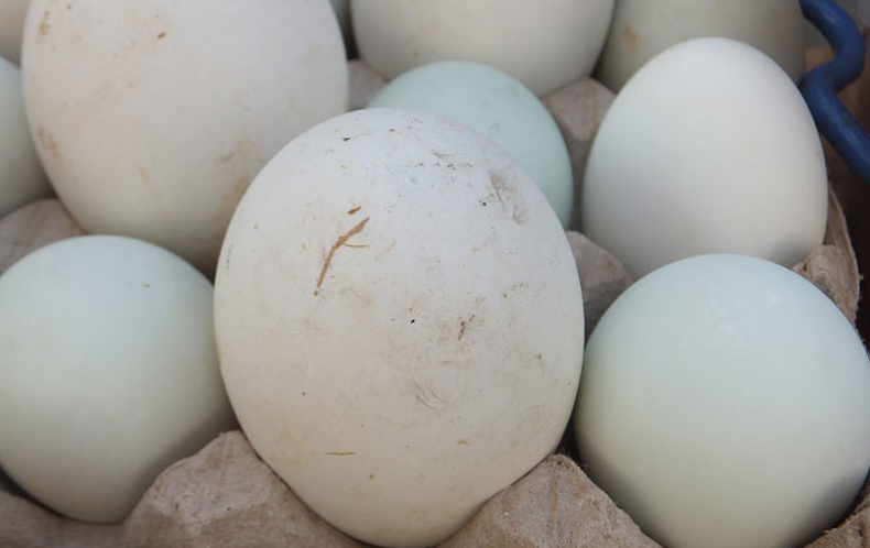 天麻鵝蛋怎么煮 天麻鵝蛋食用方法 天麻鵝蛋怎么煮 天麻鵝蛋食用方法