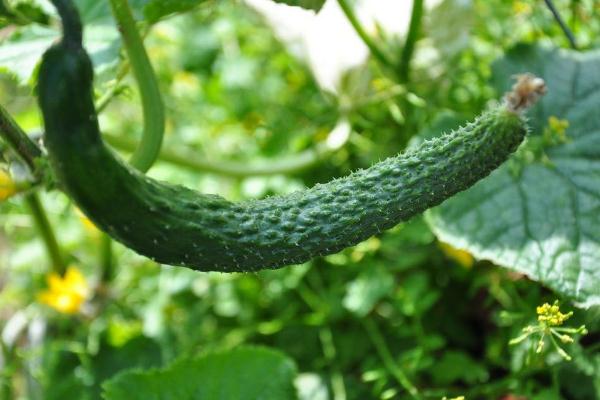 吃黃瓜能減肥嗎 黃瓜減肥是排毒嗎 吃黃瓜能減肥嗎 黃瓜減肥是排毒嗎