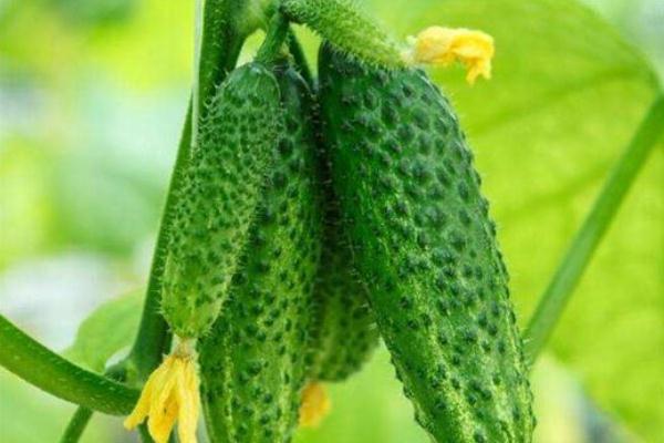 黃瓜要不要削皮 黃瓜削皮好還是不削皮好 黃瓜要不要削皮 黃瓜削皮好還是不削皮好