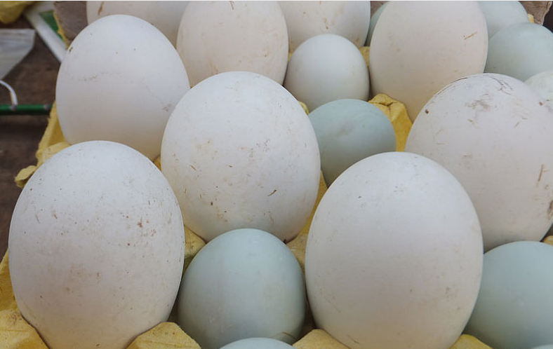 天麻鵝蛋怎么煮 天麻鵝蛋食用方法 天麻鵝蛋怎么煮 天麻鵝蛋食用方法