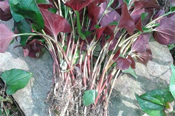 魚(yú)腥草可以防輻射嗎 魚(yú)腥草怎么做好吃