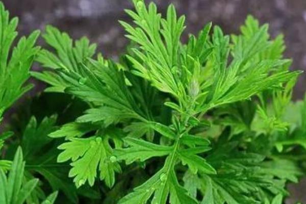 艾葉可以泡腳嗎 艾葉泡腳的方法是什么 艾葉可以泡腳嗎 艾葉泡腳的方法是什么