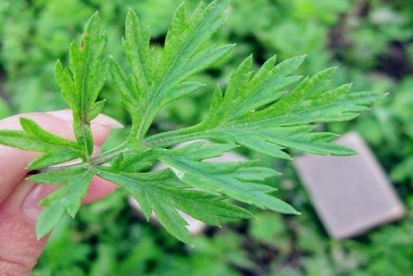 艾葉的功效與作用 艾葉的副作用與禁忌 艾葉的功效與作用 艾葉的副作用與禁忌