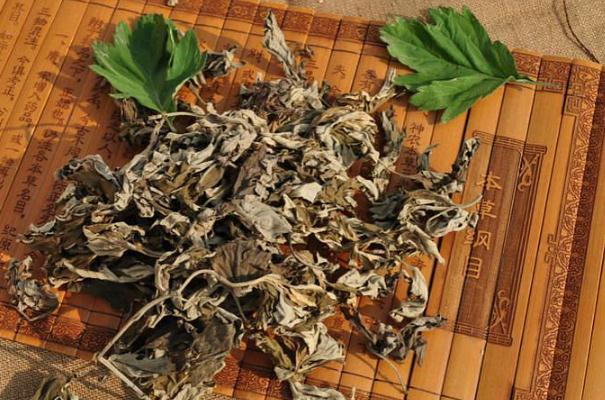 艾葉的功效與作用 艾葉的副作用與禁忌 艾葉的功效與作用 艾葉的副作用與禁忌