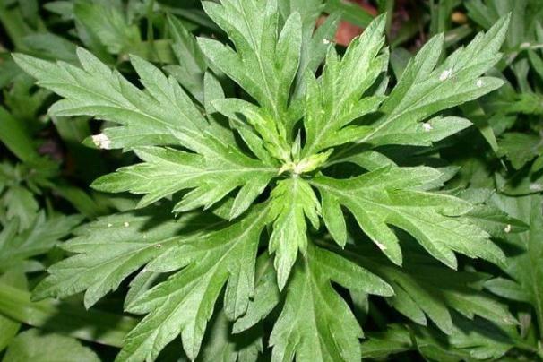 艾葉可以洗頭發(fā)嗎 煮艾葉水洗頭發(fā)功效 艾葉可以洗頭發(fā)嗎 煮艾葉水洗頭發(fā)功效