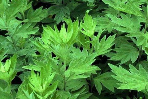 艾葉有毒性嗎 艾葉有激素嗎 艾葉有毒性嗎 艾葉有激素嗎