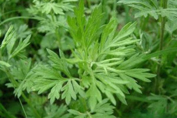 艾葉可以洗頭發(fā)嗎 煮艾葉水洗頭發(fā)功效 艾葉可以洗頭發(fā)嗎 煮艾葉水洗頭發(fā)功效