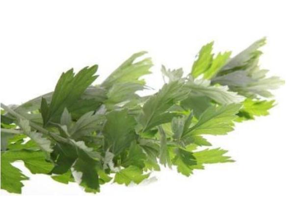 艾葉可以泡腳嗎 艾葉泡腳的方法是什么 艾葉可以泡腳嗎 艾葉泡腳的方法是什么