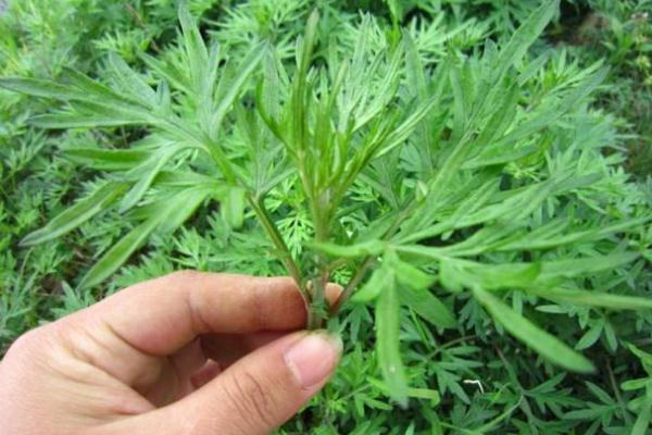 艾葉的功效與作用 艾葉的副作用與禁忌 艾葉的功效與作用 艾葉的副作用與禁忌