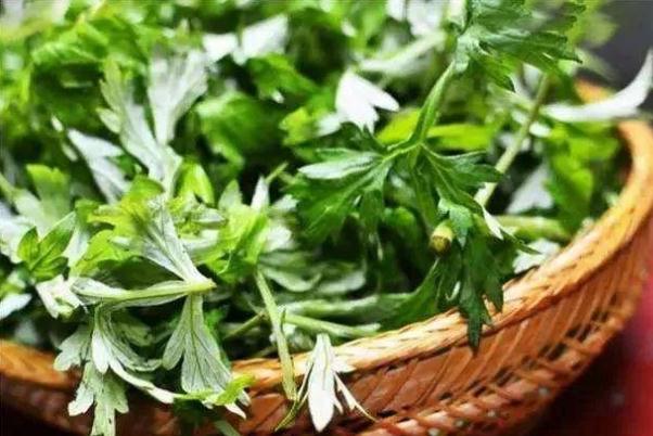 艾葉有活血的作用嗎 艾葉有降血糖的作用嗎 艾葉有活血的作用嗎 艾葉有降血糖的作用嗎