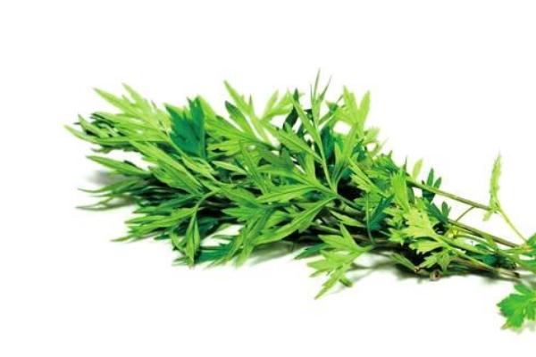 艾葉可以洗頭發(fā)嗎 煮艾葉水洗頭發(fā)功效 艾葉可以洗頭發(fā)嗎 煮艾葉水洗頭發(fā)功效