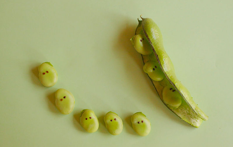 蠶豆冷凍需要煮熟嗎 蠶豆冷水下鍋還是熱水 蠶豆冷凍需要煮熟嗎 蠶豆冷水下鍋還是熱水