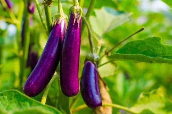 茄子的功效與作用 茄子的營(yíng)養(yǎng)價(jià)值 茄子的功效與作用 茄子的營(yíng)養(yǎng)價(jià)值