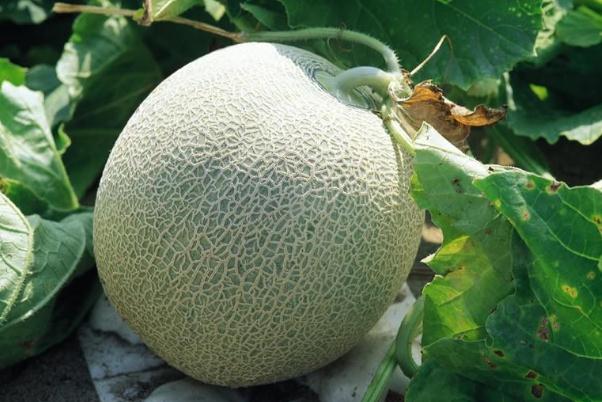 哈密瓜為什么麻舌頭 吃哈密瓜舌頭麻該怎么辦 哈密瓜為什么麻舌頭 吃哈密瓜舌頭麻該怎么辦