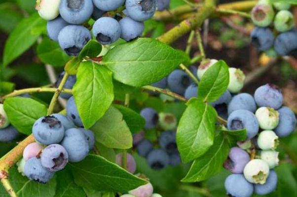 藍莓可以和芒果一起吃嗎 藍莓可以不洗直接吃嗎 藍莓可以和芒果一起吃嗎 藍莓可以不洗直接吃嗎