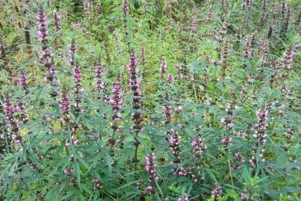 益母草可以治痛經(jīng)嗎 益母草可以調(diào)理月經(jīng)量少嗎 益母草可以治痛經(jīng)嗎 益母草可以調(diào)理月經(jīng)量少嗎