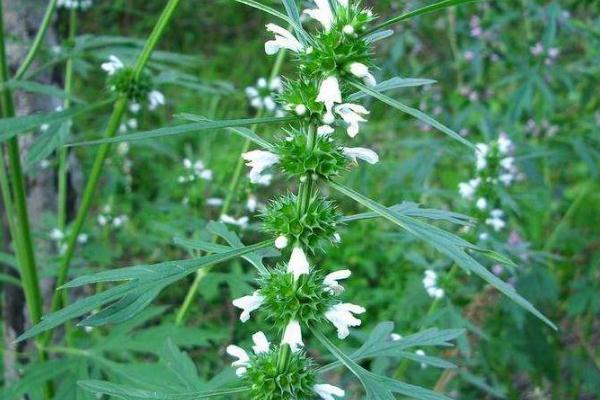 益母草要怎么吃最好 益母草要煮多久 益母草要怎么吃最好 益母草要煮多久