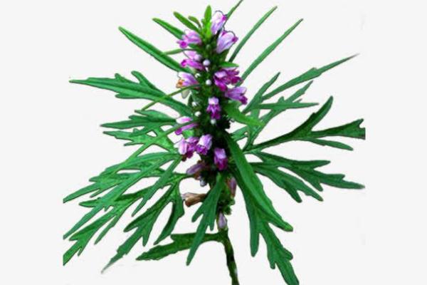 益母草可以治痛經(jīng)嗎 益母草可以調(diào)理月經(jīng)量少嗎 益母草可以治痛經(jīng)嗎 益母草可以調(diào)理月經(jīng)量少嗎