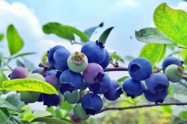 藍(lán)莓有啥營(yíng)養(yǎng) 藍(lán)莓有什么用