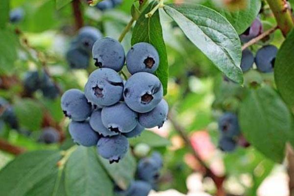 藍(lán)莓可以一天吃一盒嗎 藍(lán)莓可以吃皮嗎 藍(lán)莓可以一天吃一盒嗎 藍(lán)莓可以吃皮嗎