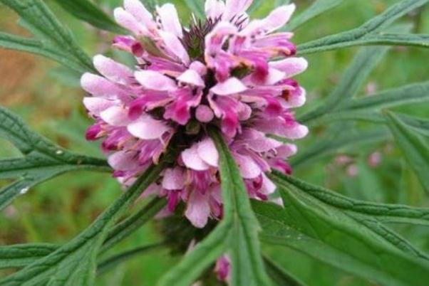 益母草要怎么吃最好 益母草要煮多久 益母草要怎么吃最好 益母草要煮多久