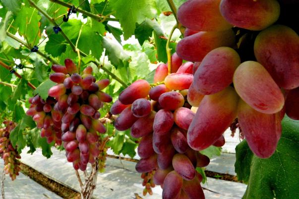 吃葡萄有助于排便嗎 吃葡萄有助于減肥嗎 吃葡萄有助于排便嗎 吃葡萄有助于減肥嗎