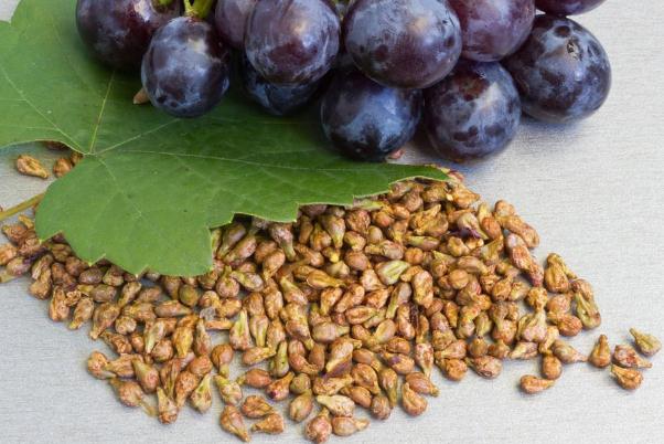 葡萄籽可以長期吃嗎 葡萄籽可以美白嗎 葡萄籽可以長期吃嗎 葡萄籽可以美白嗎