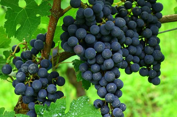 葡萄對眼睛有什么好處 葡萄對胃好嗎 葡萄對眼睛有什么好處 葡萄對胃好嗎