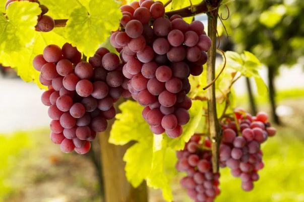 吃葡萄有助于排便嗎 吃葡萄有助于減肥嗎 吃葡萄有助于排便嗎 吃葡萄有助于減肥嗎