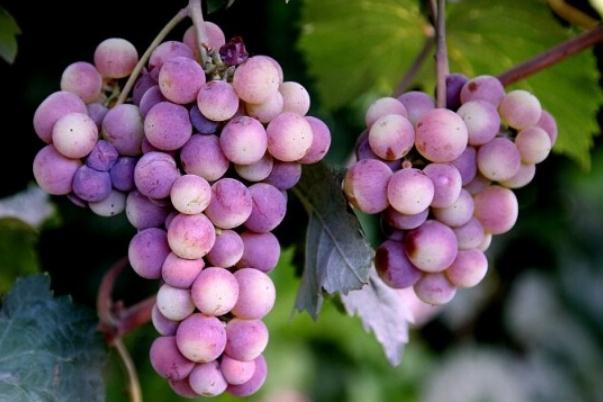 吃葡萄有什么功效和作用 吃葡萄的好處有什么 吃葡萄有什么功效和作用 吃葡萄的好處有什么