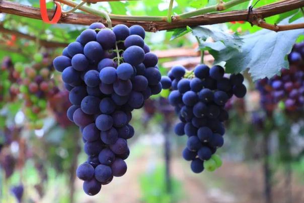 葡萄的功效與作用禁忌 葡萄營養(yǎng)價值有什么 葡萄的功效與作用禁忌 葡萄營養(yǎng)價值有什么