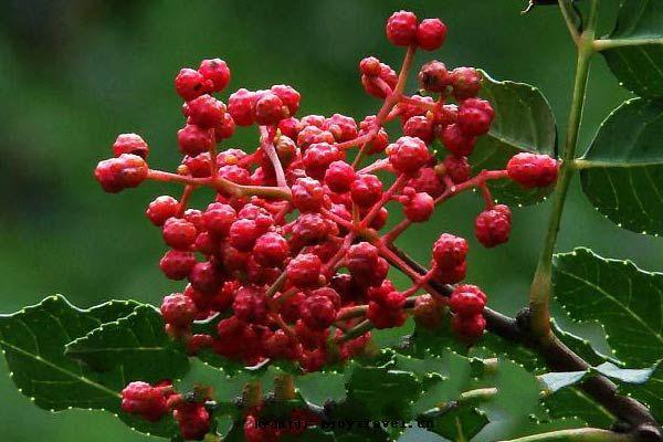 花椒能去濕氣嗎 花椒怎么去濕氣 花椒能去濕氣嗎 花椒怎么去濕氣