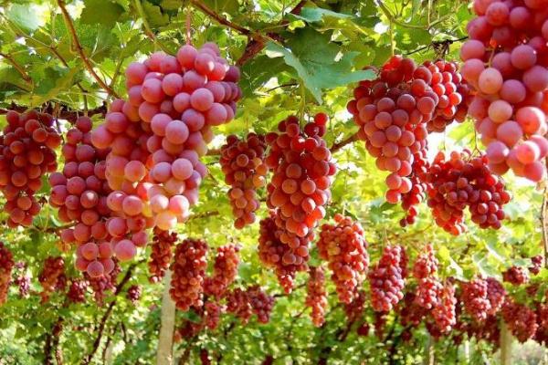 葡萄的功效與作用禁忌 葡萄營養(yǎng)價值有什么 葡萄的功效與作用禁忌 葡萄營養(yǎng)價值有什么