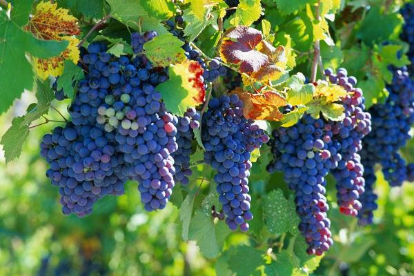葡萄對眼睛有什么好處 葡萄對胃好嗎 葡萄對眼睛有什么好處 葡萄對胃好嗎