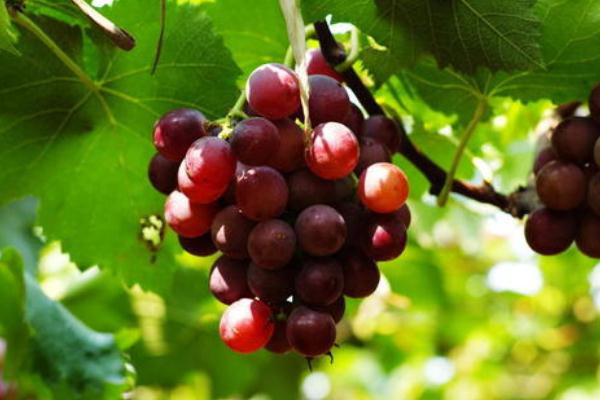 葡萄對(duì)心臟有好處嗎 葡萄對(duì)肝病有好處嗎 葡萄對(duì)心臟有好處嗎 葡萄對(duì)肝病有好處嗎