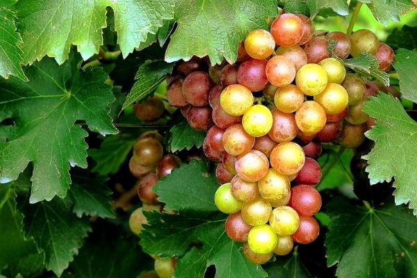 葡萄對(duì)心臟有好處嗎 葡萄對(duì)肝病有好處嗎 葡萄對(duì)心臟有好處嗎 葡萄對(duì)肝病有好處嗎