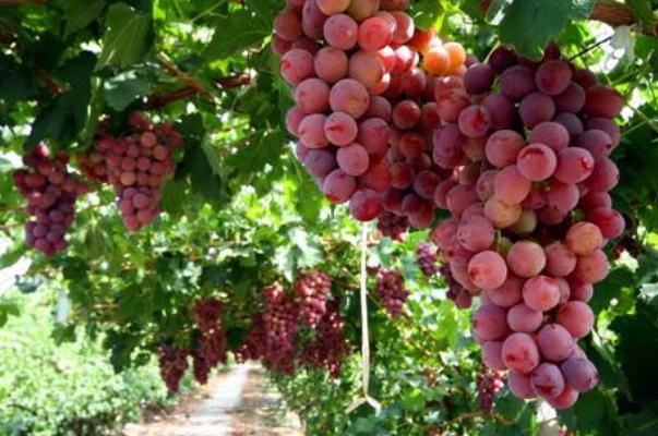 葡萄可以解酒嗎 葡萄可以放幾天 葡萄可以解酒嗎 葡萄可以放幾天