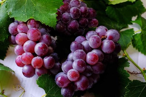 葡萄對(duì)心臟有好處嗎 葡萄對(duì)肝病有好處嗎 葡萄對(duì)心臟有好處嗎 葡萄對(duì)肝病有好處嗎